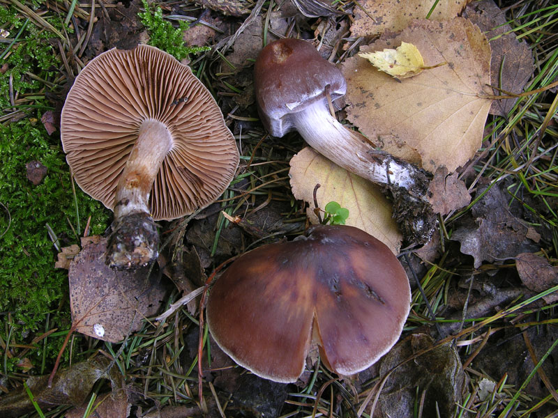 Telamonia da determinare. (cfr. C. agathosmus/C. evernius)